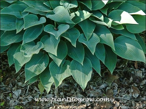 Hosta Sherborne Swift  (Hosta)